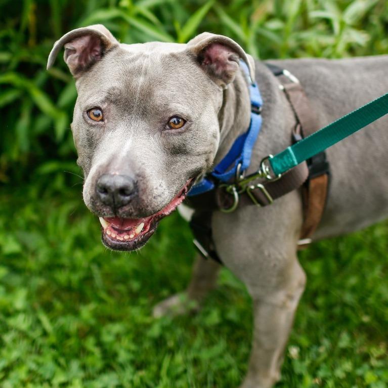 Arya, a Adoptable Mixed Breed in Dover, NH image 3/6