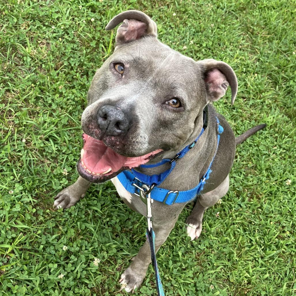 Enlarge Arya, a Adoptable Mixed Breed in Dover, NH image 2/6
