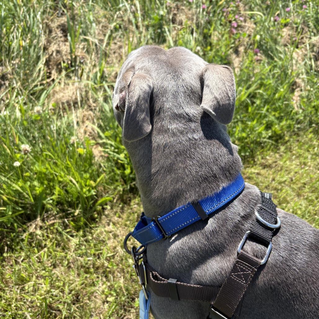 Enlarge Arya, a Adoptable Mixed Breed in Dover, NH image 4/6
