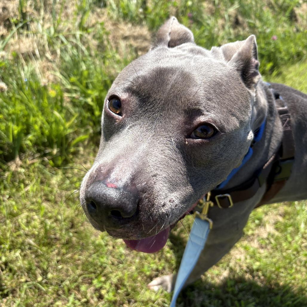 Enlarge Arya, a Adoptable Mixed Breed in Dover, NH image 5/6