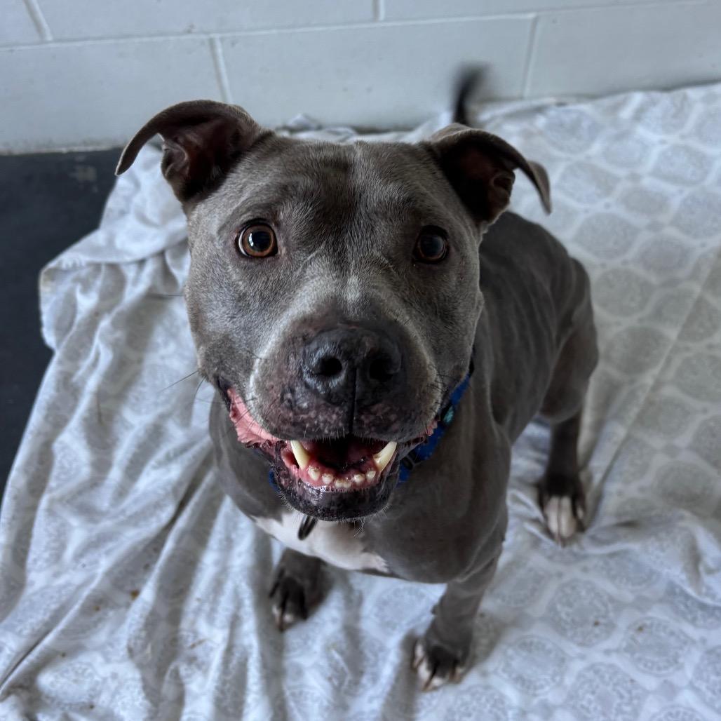 Enlarge Arya, a Adoptable Mixed Breed in Dover, NH image 3/6