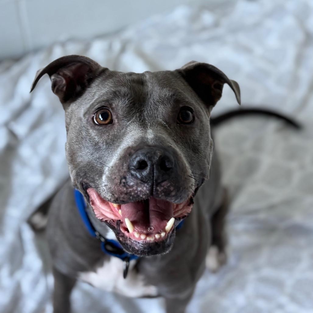 Enlarge Arya, a Adoptable Mixed Breed in Dover, NH image 4/6