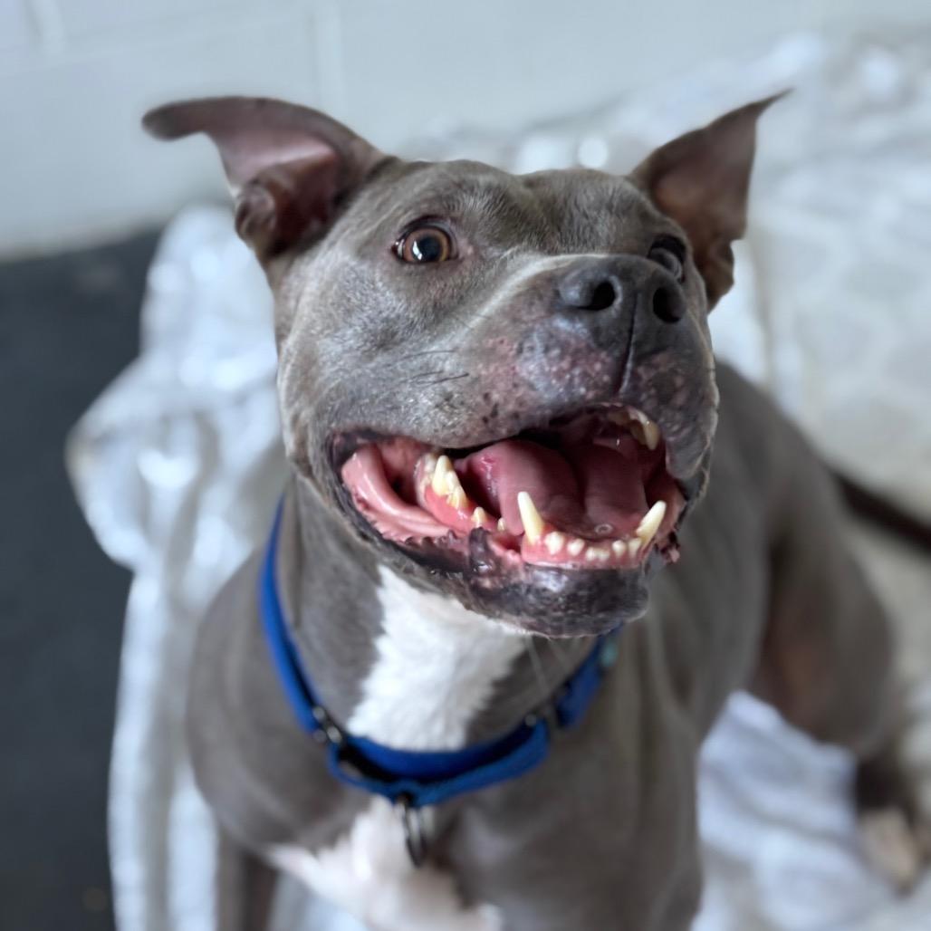Enlarge Arya, a Adoptable Mixed Breed in Dover, NH image 6/6