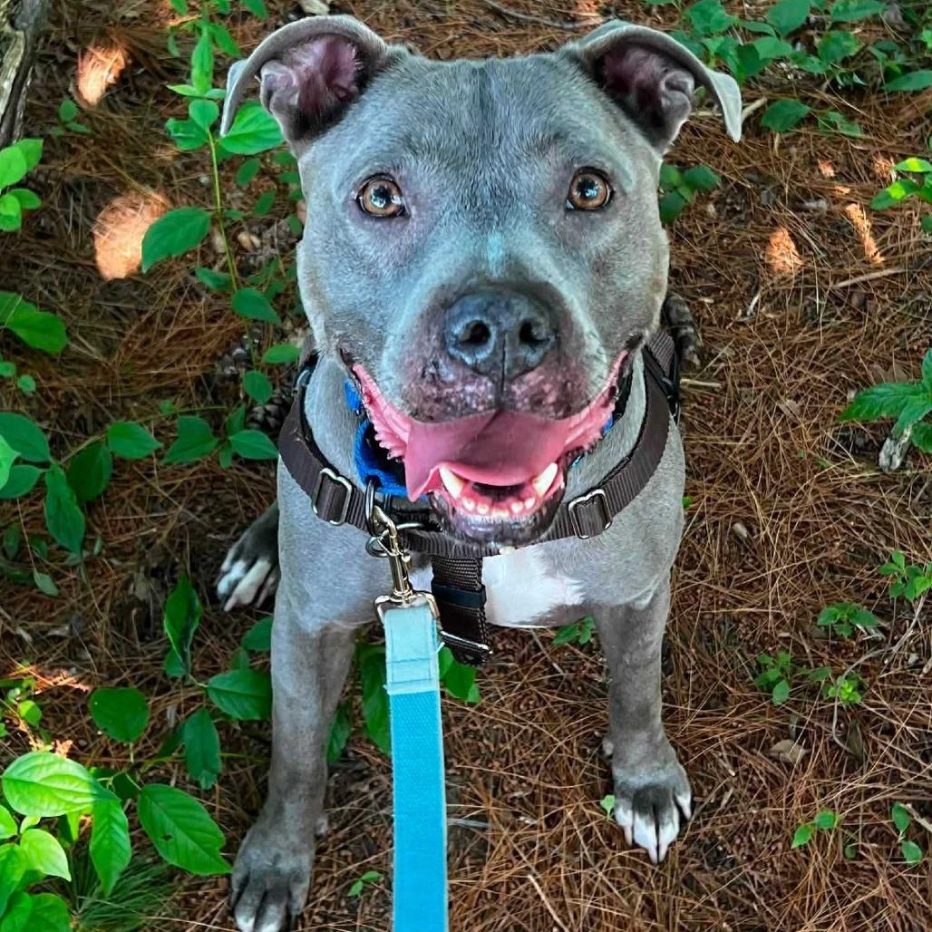 Enlarge Arya, a Adoptable Mixed Breed in Dover, NH image 6/6
