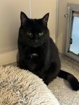 Enlarge Church, a ADOPTABLE Bombay in Hamilton, MT image 3/3