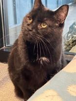 Church, ADOPTABLE, Adult Male Bombay.