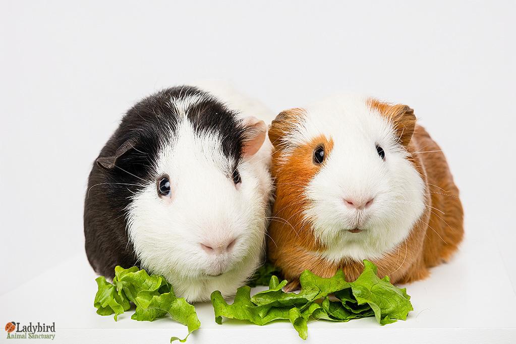 Enlarge Pedro (bonded to Sarsaparilla), a ADOPTABLE mixed breed in Hamilton, ON image 4/5