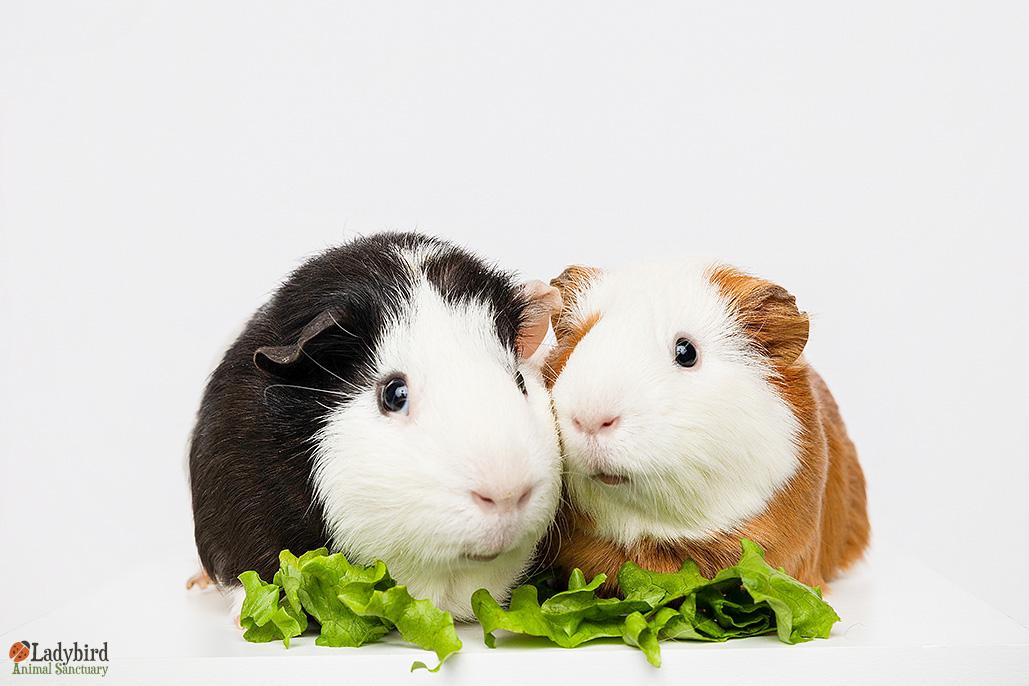 Enlarge Pedro (bonded to Sarsaparilla), a ADOPTABLE mixed breed in Hamilton, ON image 2/5