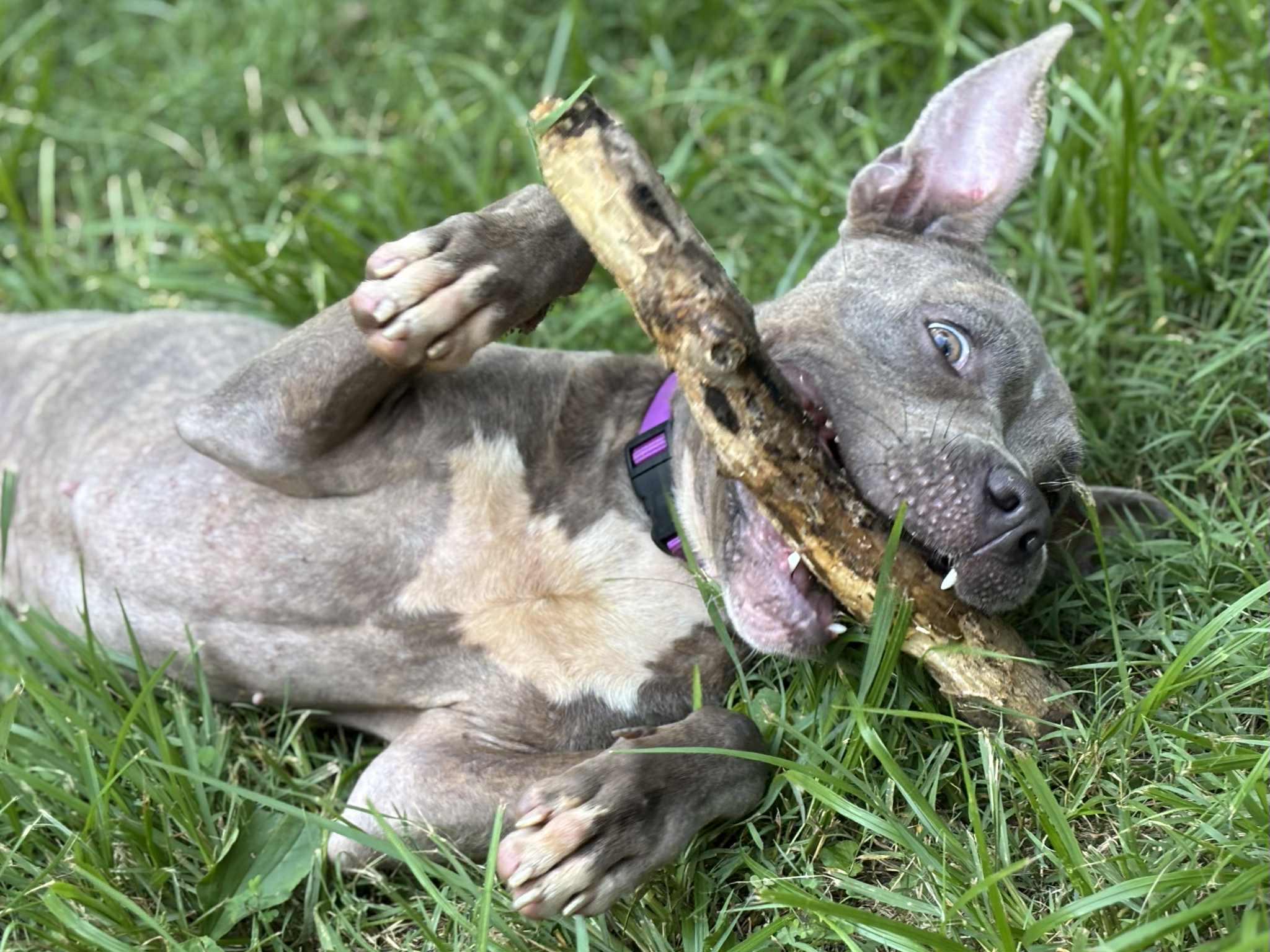Enlarge Lottie, a Adoptable Pit Bull Terrier in Lexington, KY image 2/6