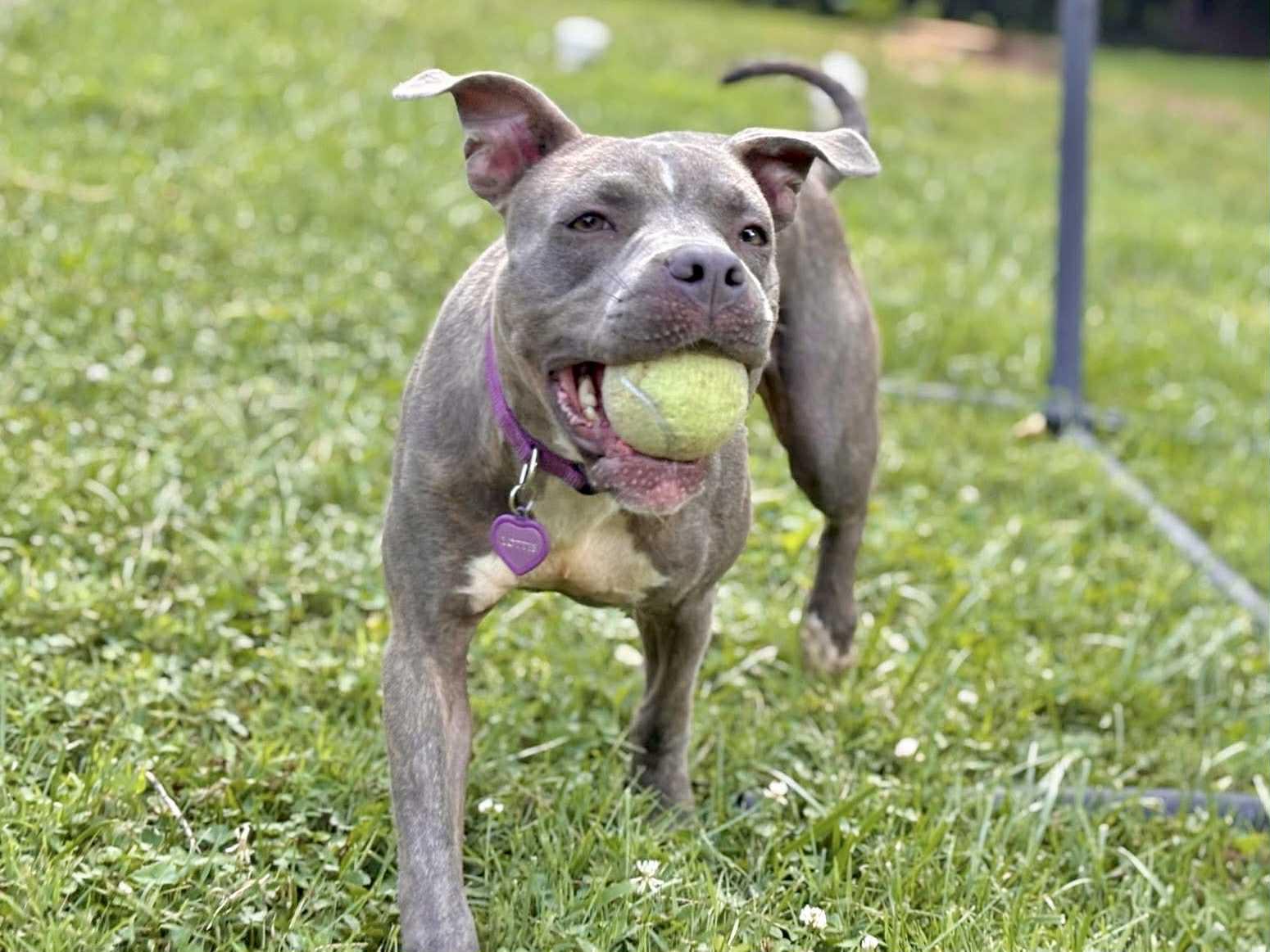 Enlarge Lottie, a Adoptable Pit Bull Terrier in Lexington, KY image 3/6