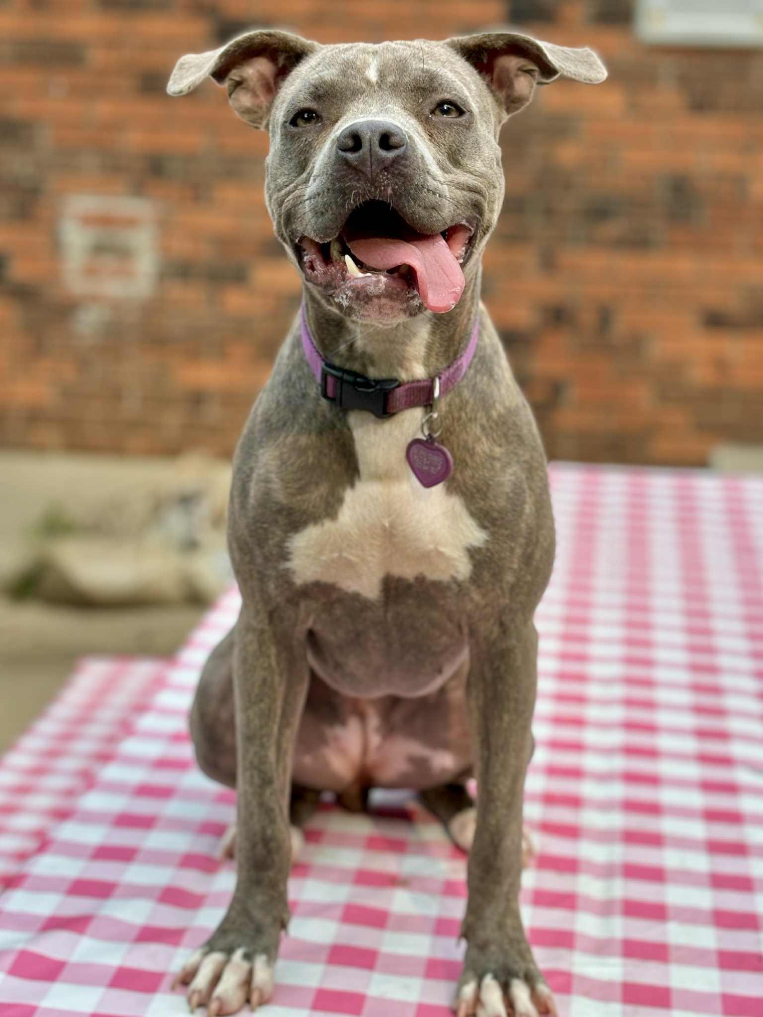 Lottie, Adoptable, Adult Female Pit Bull Terrier.