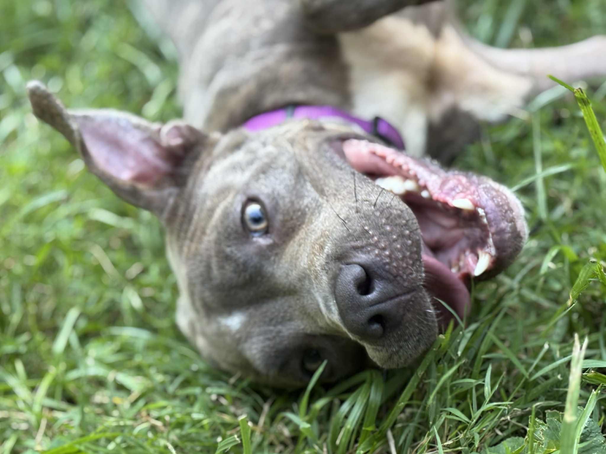 Enlarge Lottie, a Adoptable Pit Bull Terrier in Lexington, KY image 4/6
