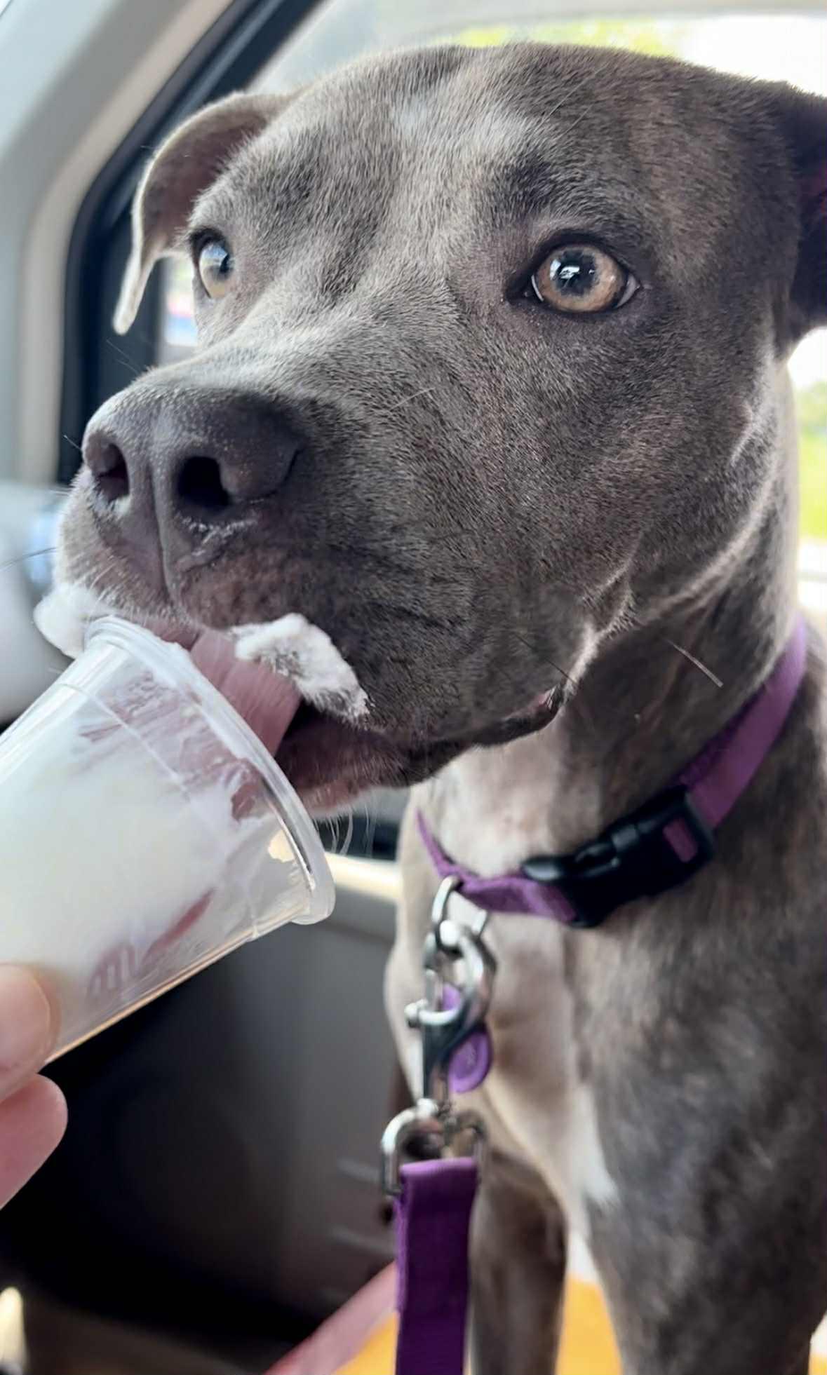 Enlarge Lottie, a Adoptable Pit Bull Terrier in Lexington, KY image 6/6