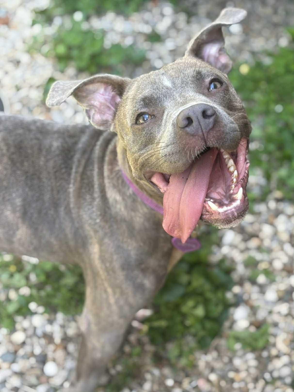 Enlarge Lottie, a Adoptable Pit Bull Terrier in Lexington, KY image 1/6