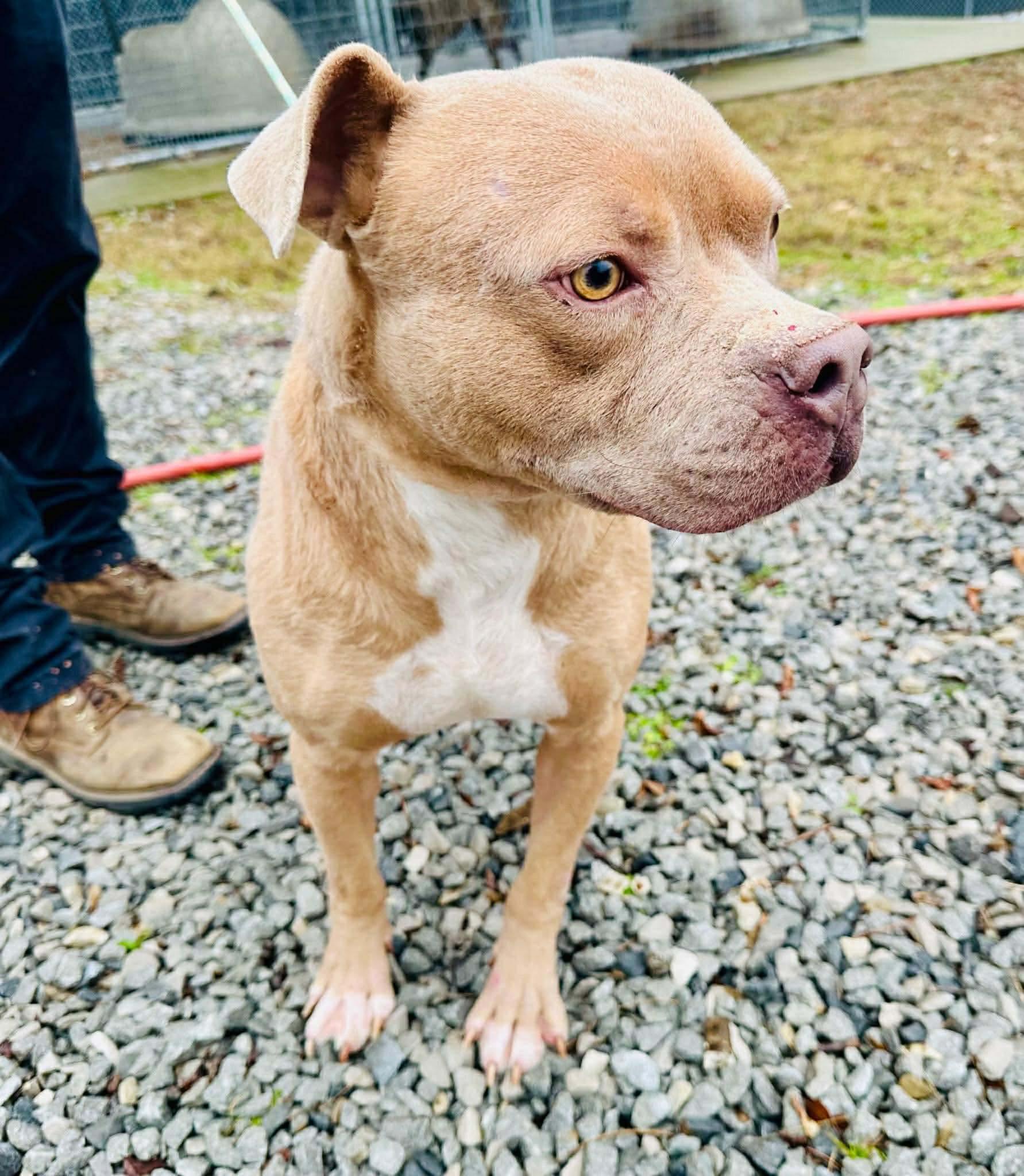 Beetle (Foster or Adopter Needed!), a hold mixed breed in Westwood, NJ image 6/6