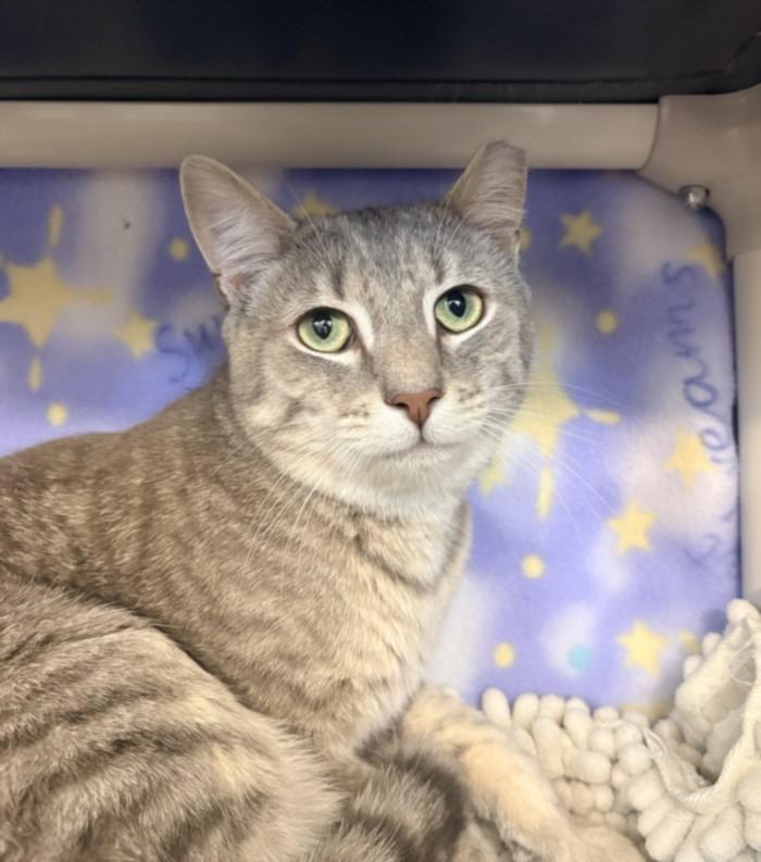 VOYAGER, Adoptable, Young Male Domestic Short Hair.