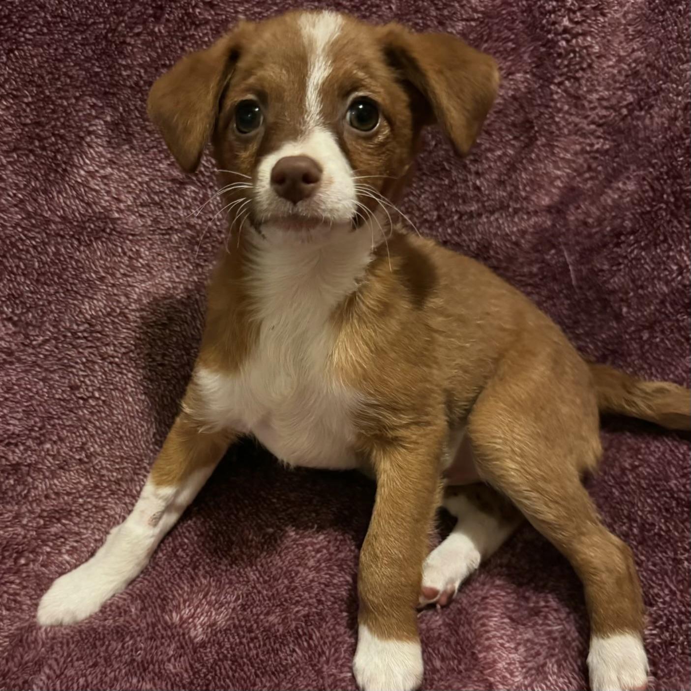 Enlarge Lydia, a Adopted mixed breed in Fairmont, MN image 5/6
