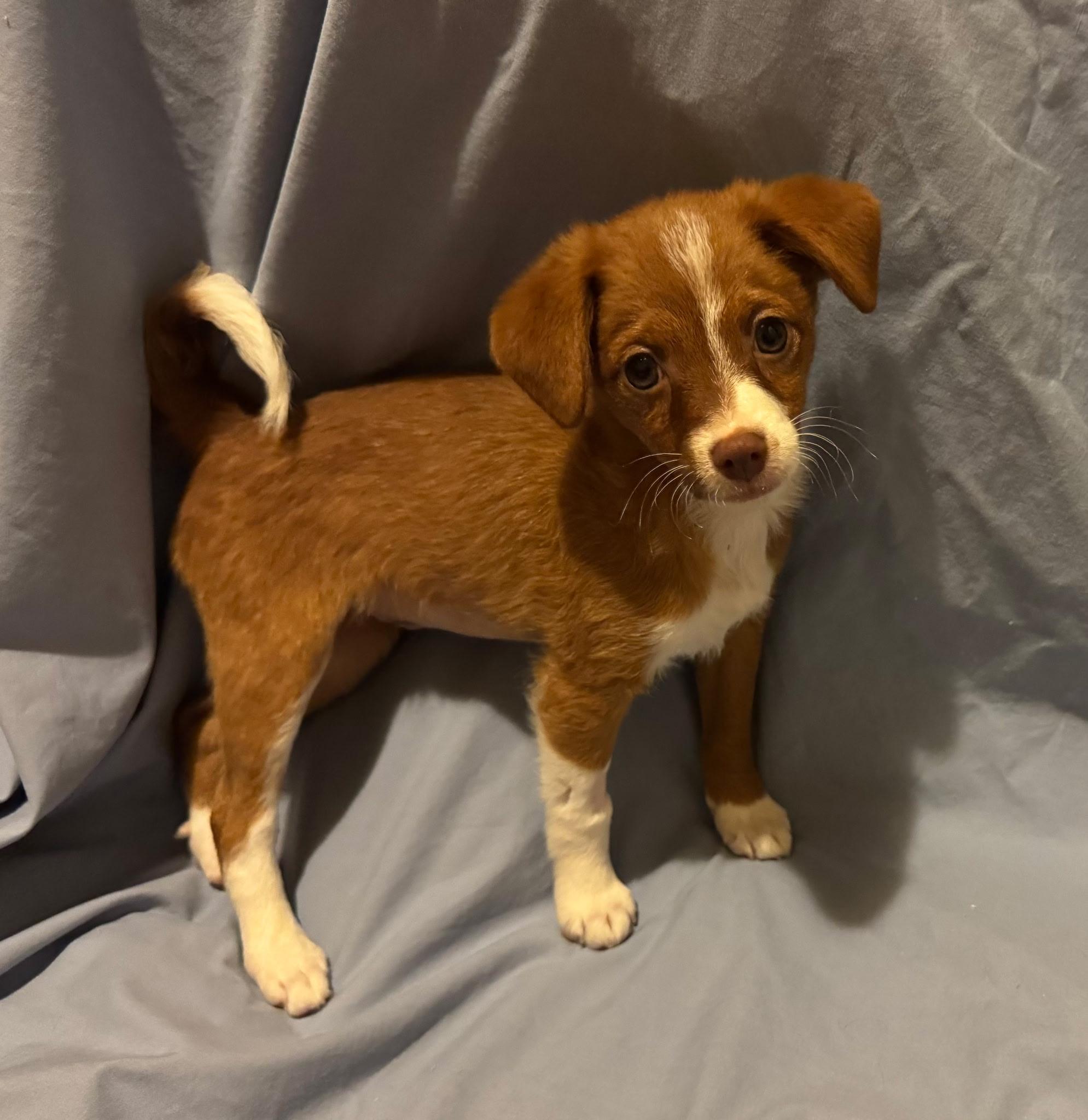 Enlarge Lydia, a Adopted mixed breed in Fairmont, MN image 3/6