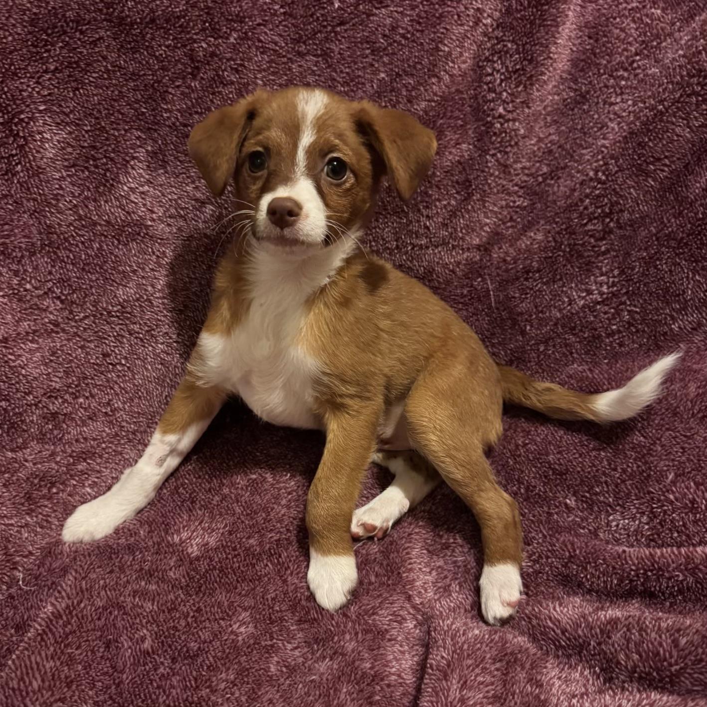 Lydia, Adoptable, Puppy Female Yorkshire Terrier & Miniature Pinscher.