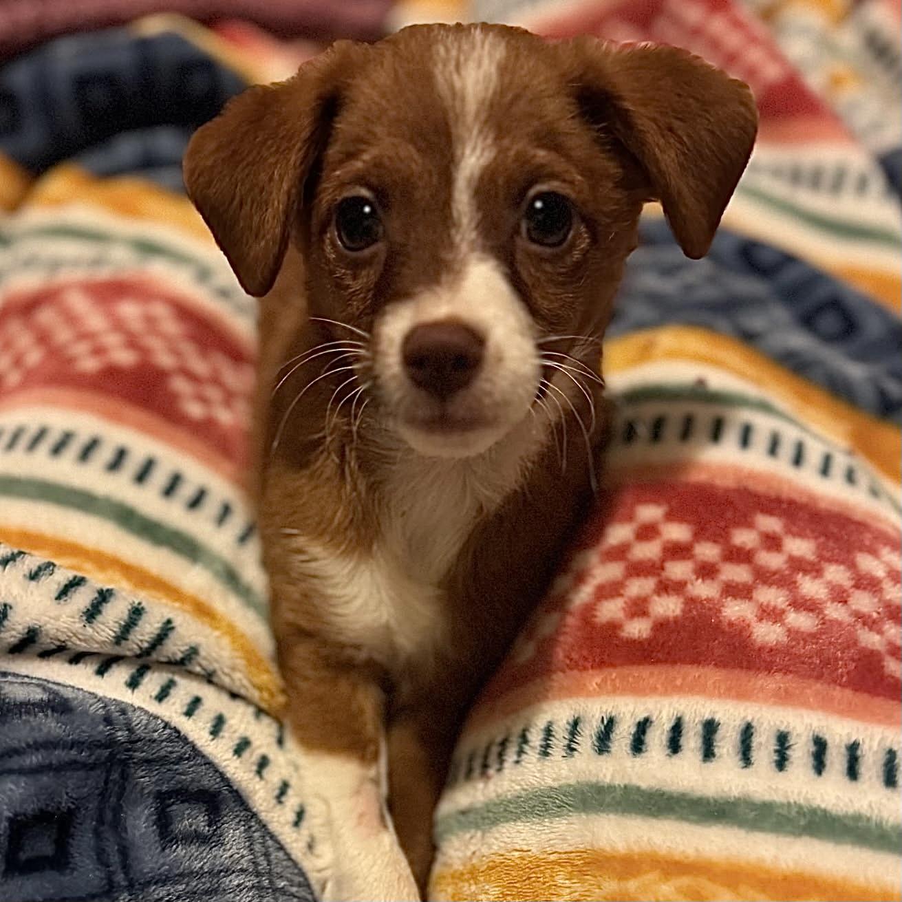 Enlarge Lydia, a Adopted mixed breed in Fairmont, MN image 2/6