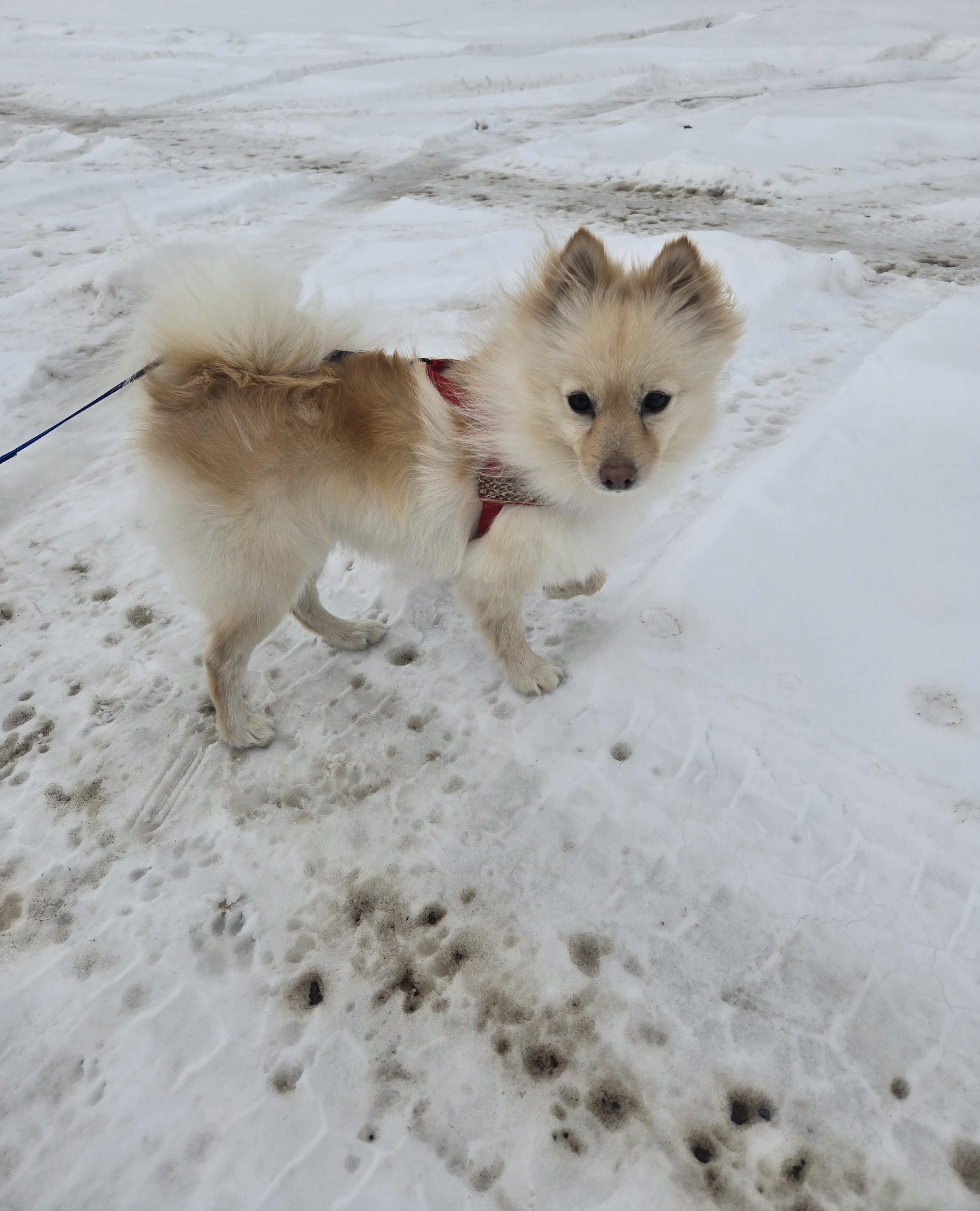 Sun Bear, Adopted, Adult Female Pomeranian.