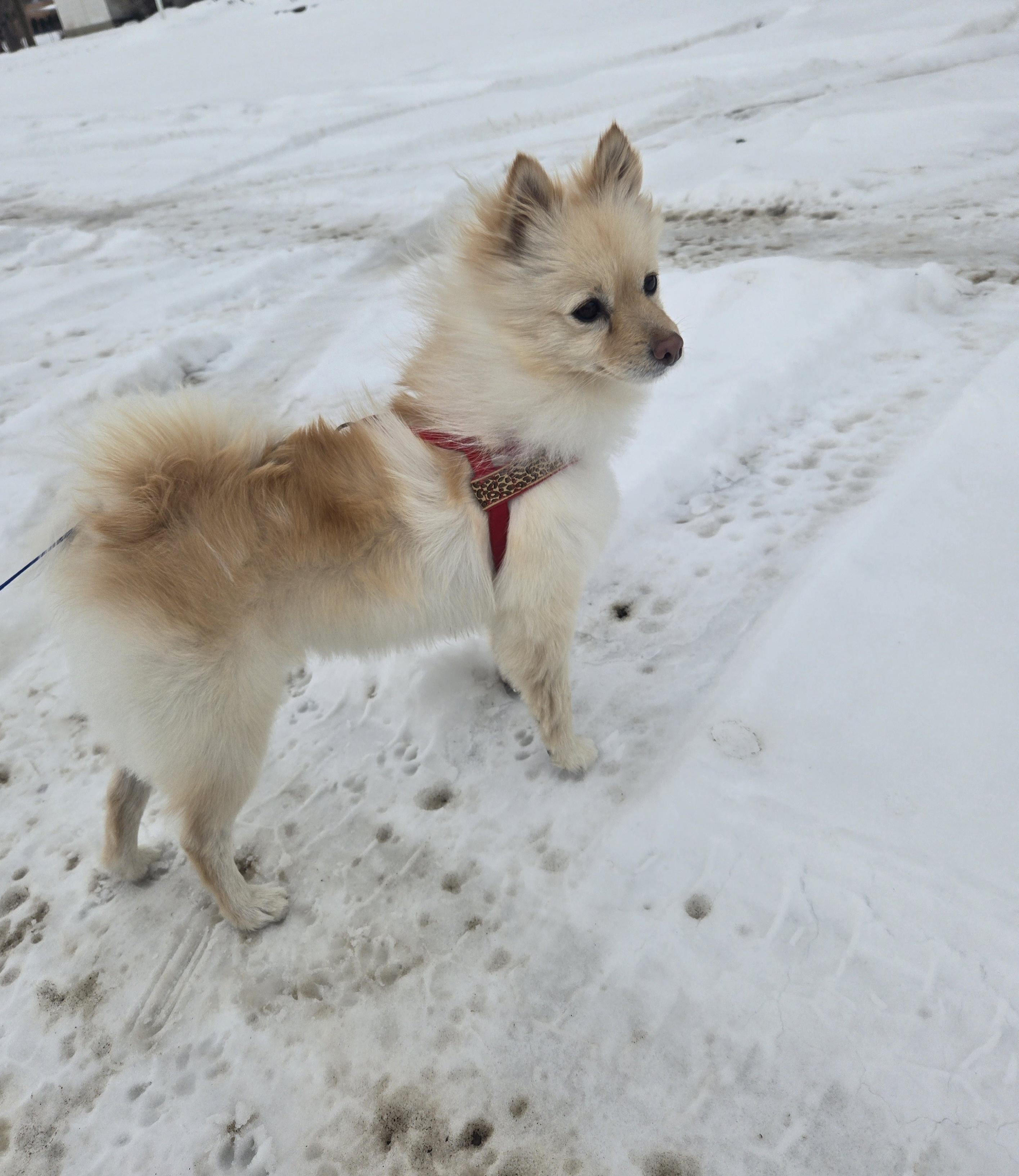 Enlarge Sun Bear, a Adopted Pomeranian in Cattaraugus, NY image 2/2