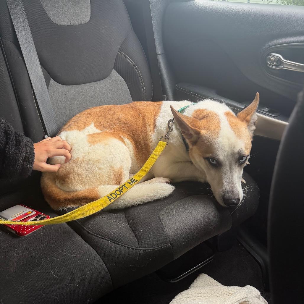Rocky, Adoptable, Adult Male Siberian Husky.