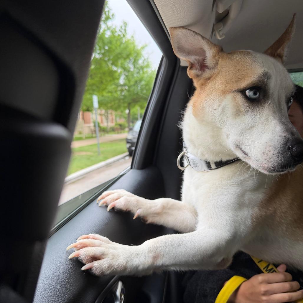 Enlarge Rocky, a Adoptable Siberian Husky in Norman, OK image 2/6