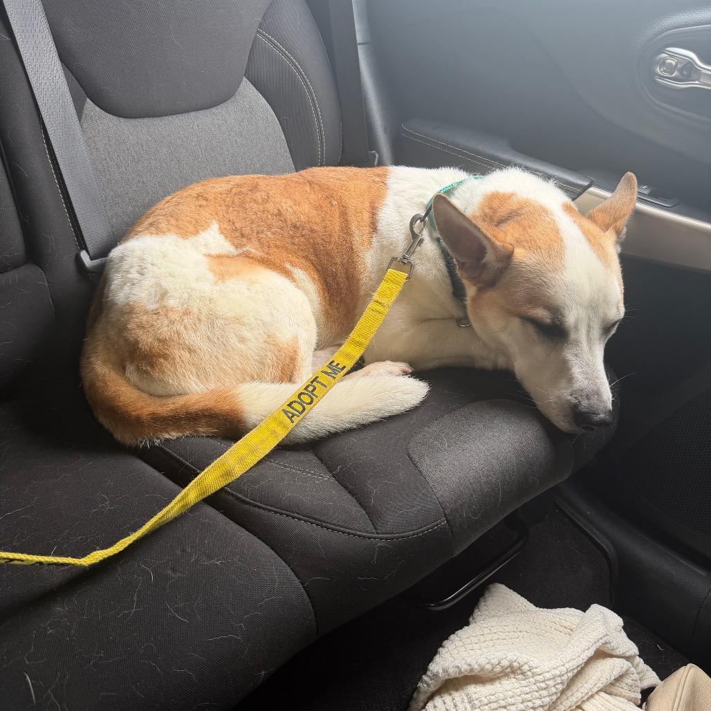 Enlarge Rocky, a Adoptable Siberian Husky in Norman, OK image 3/6