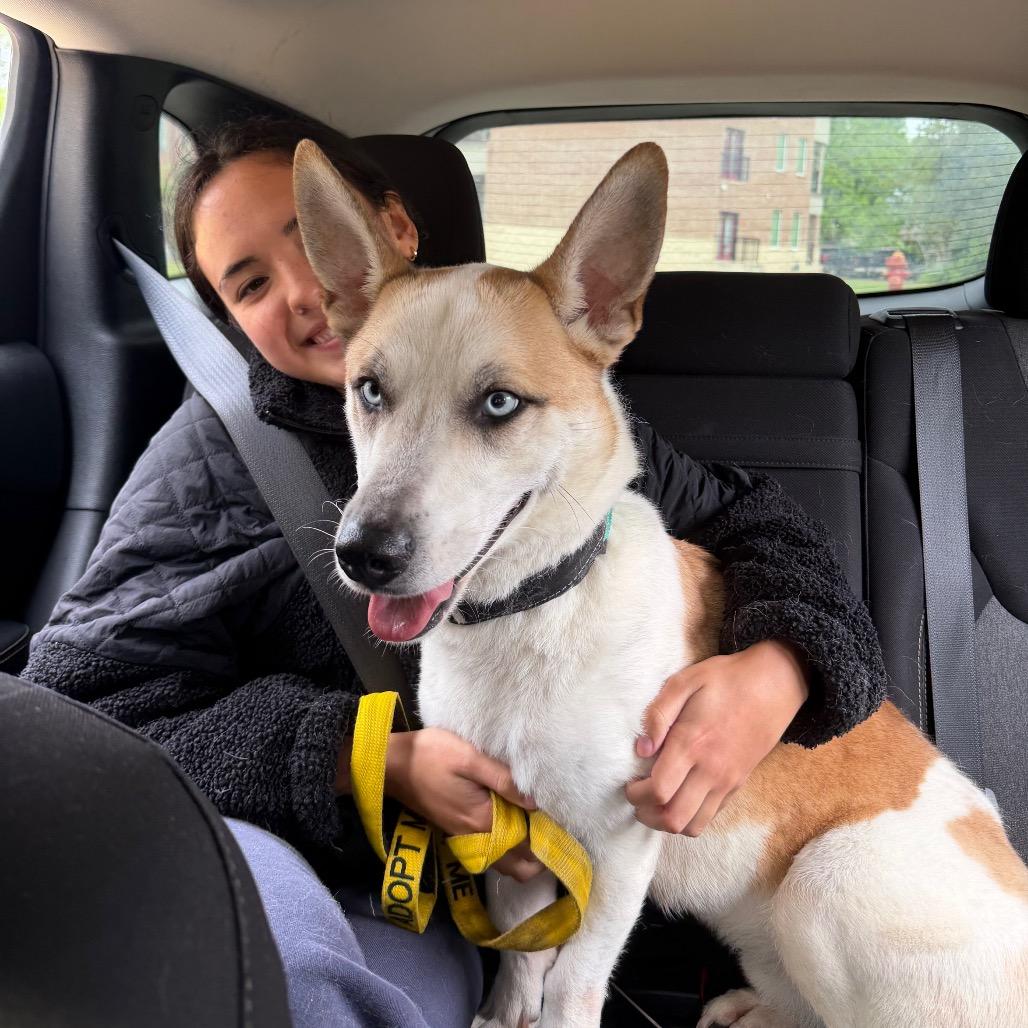 Enlarge Rocky, a Adoptable Siberian Husky in Norman, OK image 4/6