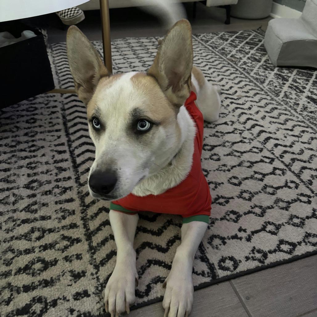 Enlarge Rocky, a Adoptable Siberian Husky in Norman, OK image 5/6