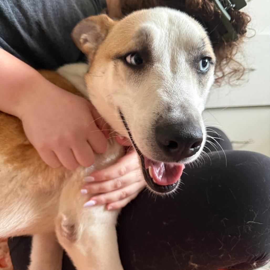 Enlarge Rocky, a Adoptable Siberian Husky in Norman, OK image 6/6