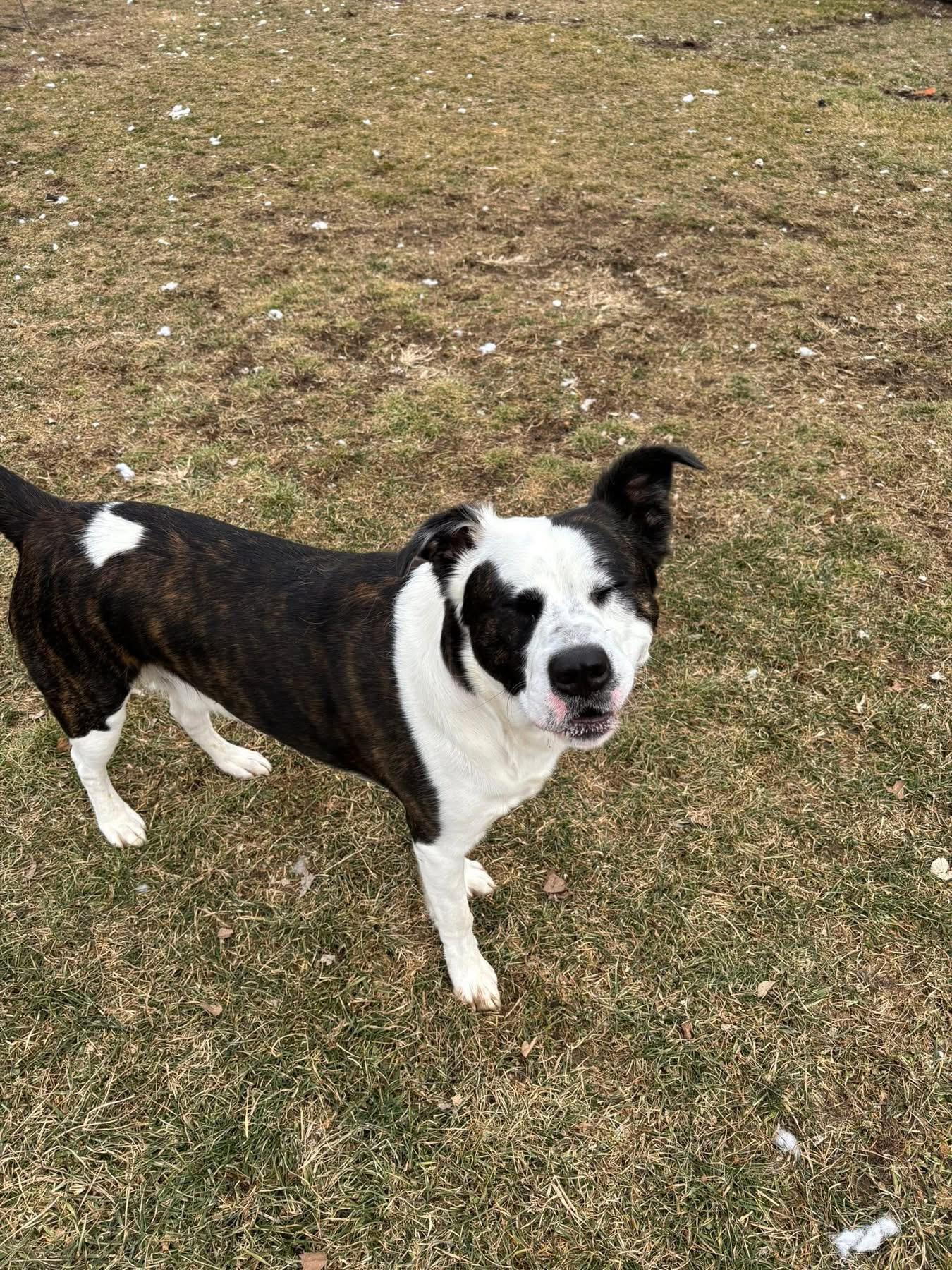 Enlarge Lightning , a ADOPTABLE mixed breed in Greenwood, IN image 4/5