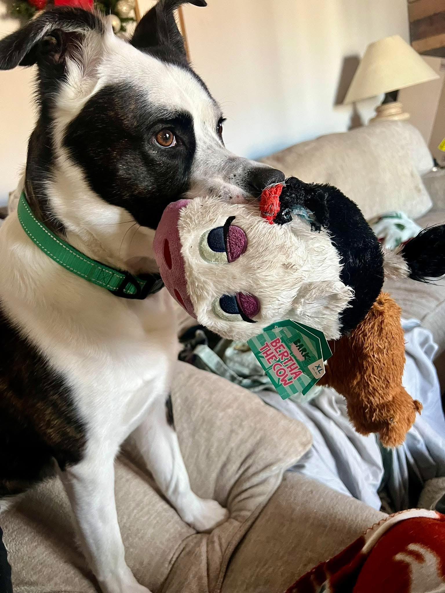 Enlarge Lightning , a ADOPTABLE mixed breed in Greenwood, IN image 5/5