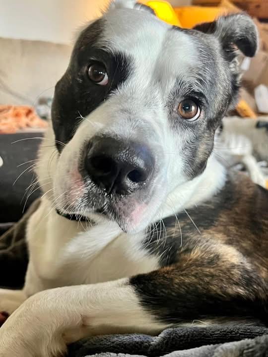 Enlarge Lightning , a ADOPTABLE mixed breed in Greenwood, IN image 1/5