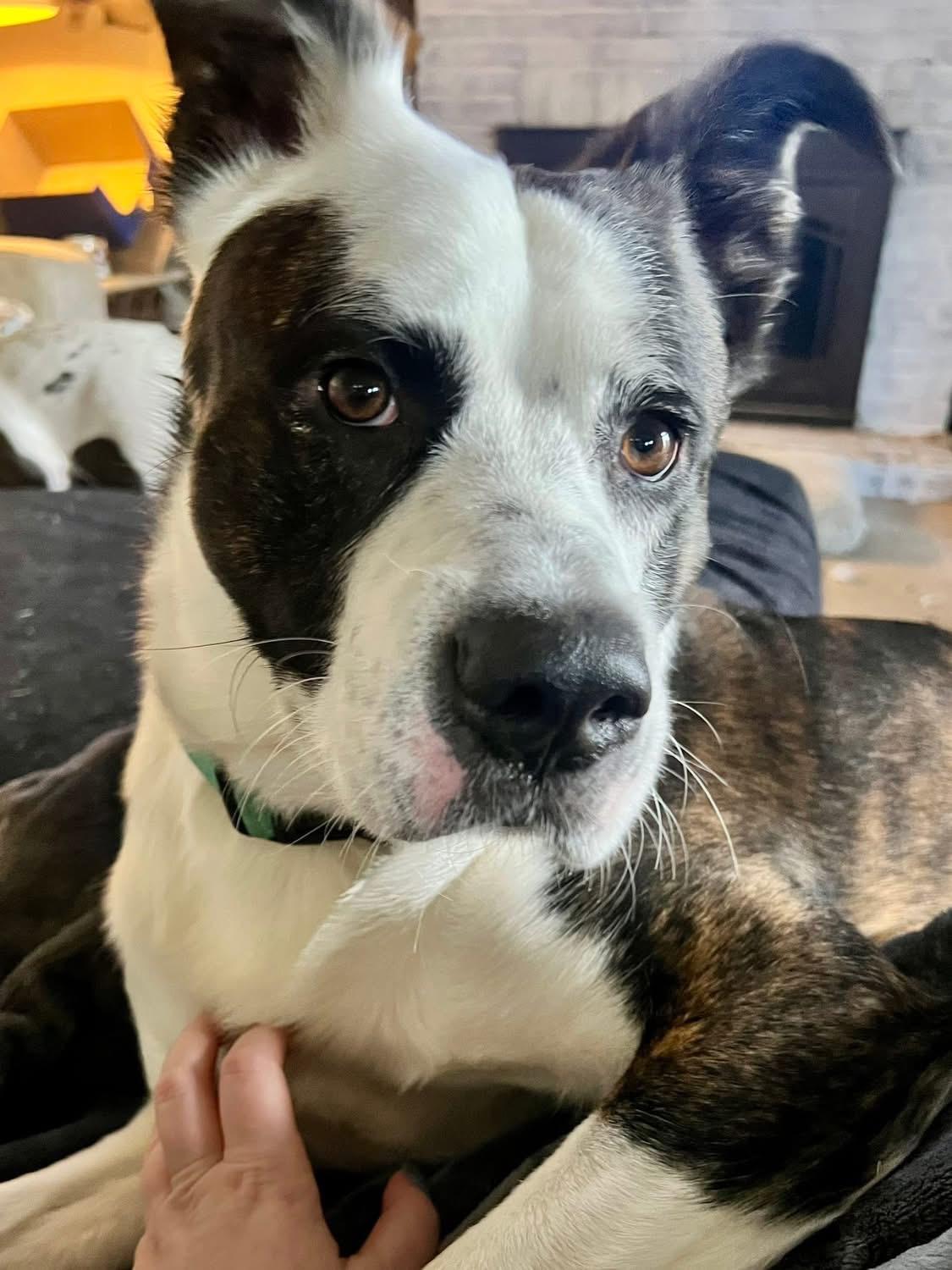 Enlarge Lightning , a ADOPTABLE mixed breed in Greenwood, IN image 2/5