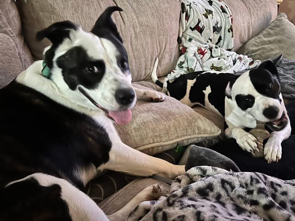 Enlarge Lightning , a ADOPTABLE mixed breed in Greenwood, IN image 3/5