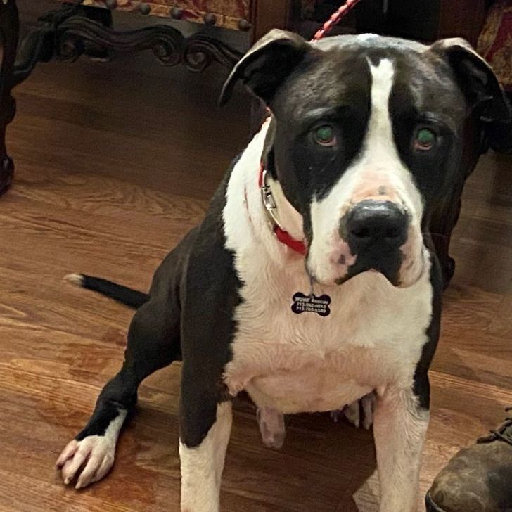 Fozzie — thumbnail 3