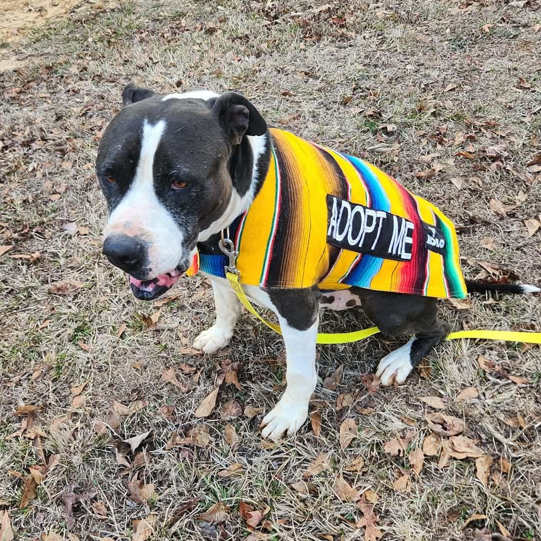 Fozzie — thumbnail 4