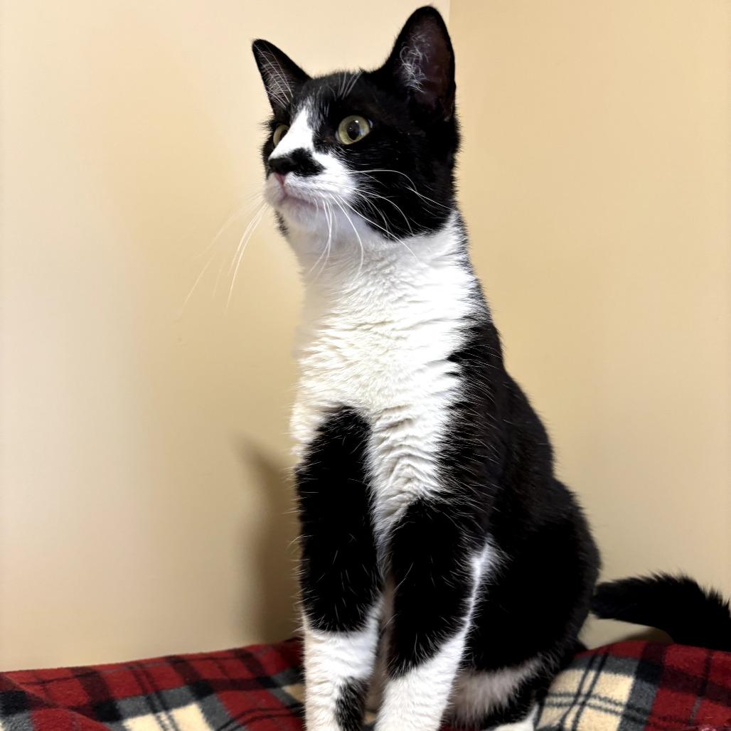 Enlarge Ajax, a Adoptable Domestic Short Hair in Agoura Hills, CA image 1/6