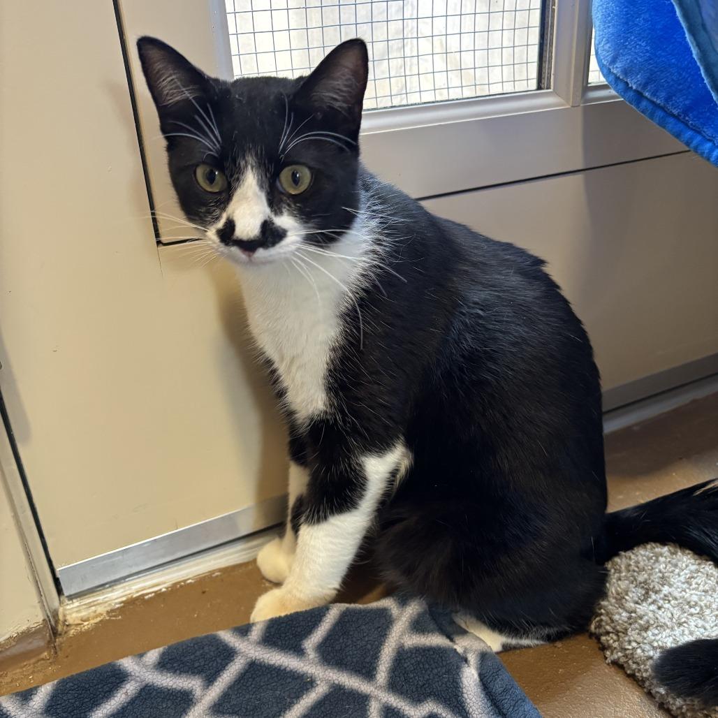 Enlarge Ajax, a Adoptable Domestic Short Hair in Agoura Hills, CA image 2/6