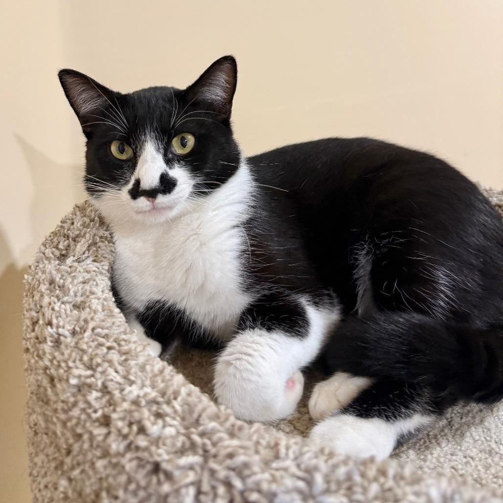 Enlarge Ajax, a Adoptable Domestic Short Hair in Agoura Hills, CA image 3/6