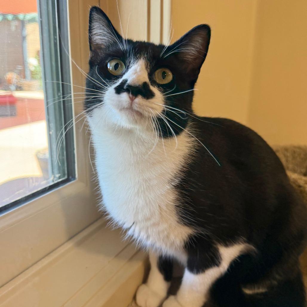 Enlarge Ajax, a Adoptable Domestic Short Hair in Agoura Hills, CA image 4/6