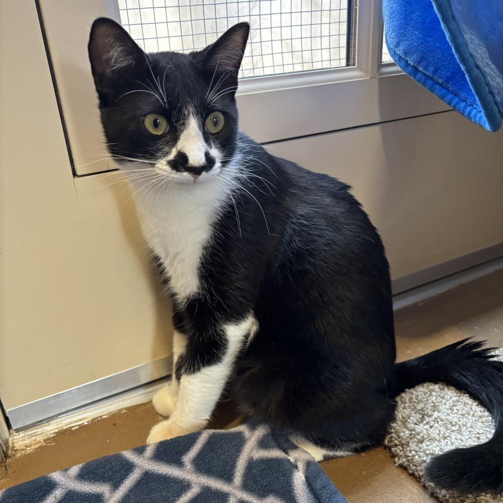 Enlarge Ajax, a Adoptable Domestic Short Hair in Agoura Hills, CA image 5/6