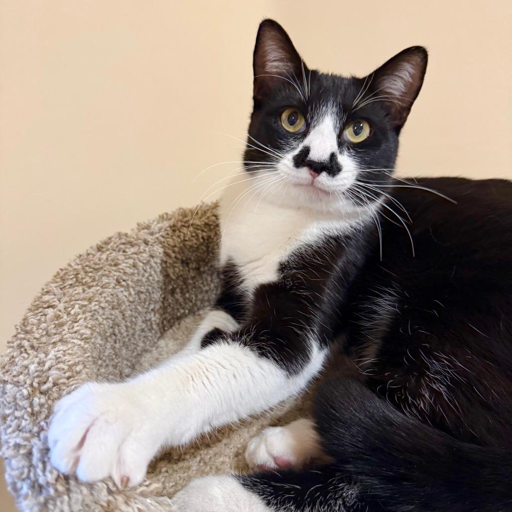 Enlarge Ajax, a Adoptable Domestic Short Hair in Agoura Hills, CA image 6/6