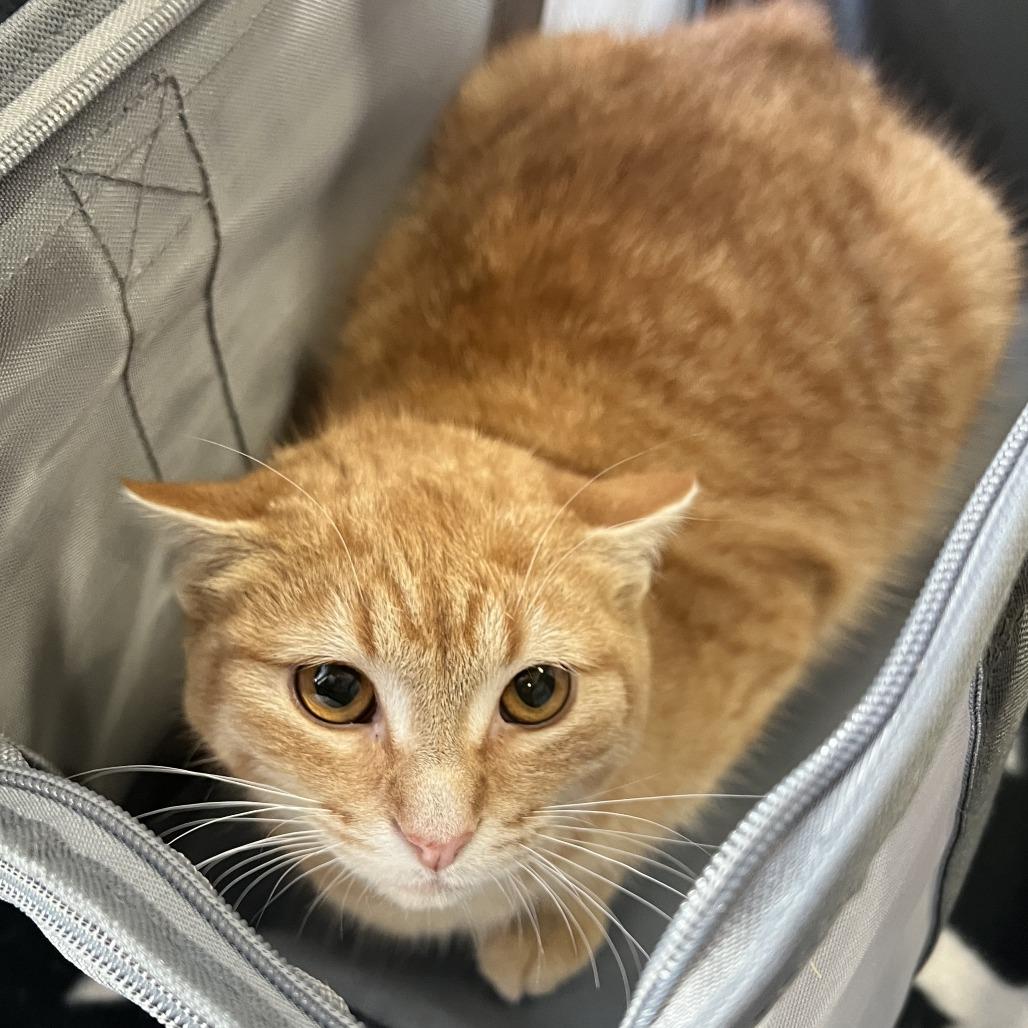 Nacho, Adoptable, Young Male Domestic Short Hair.