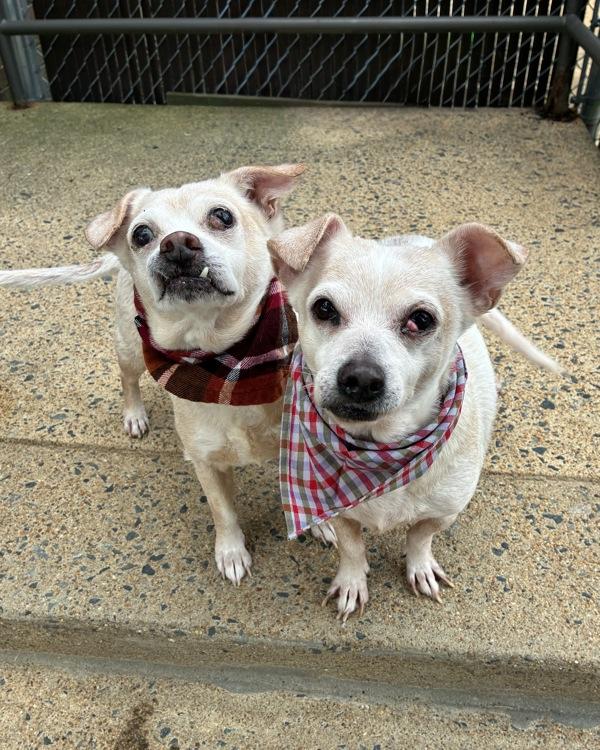 Jonathan Scott (with Drew Scott), Adoptable, Senior Male Terrier & Chihuahua.