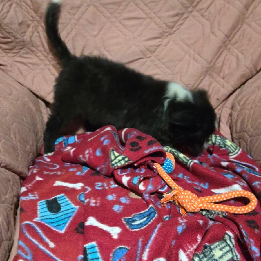 Enlarge Raven, a Adoptable mixed breed in Washington, DC image 3/5