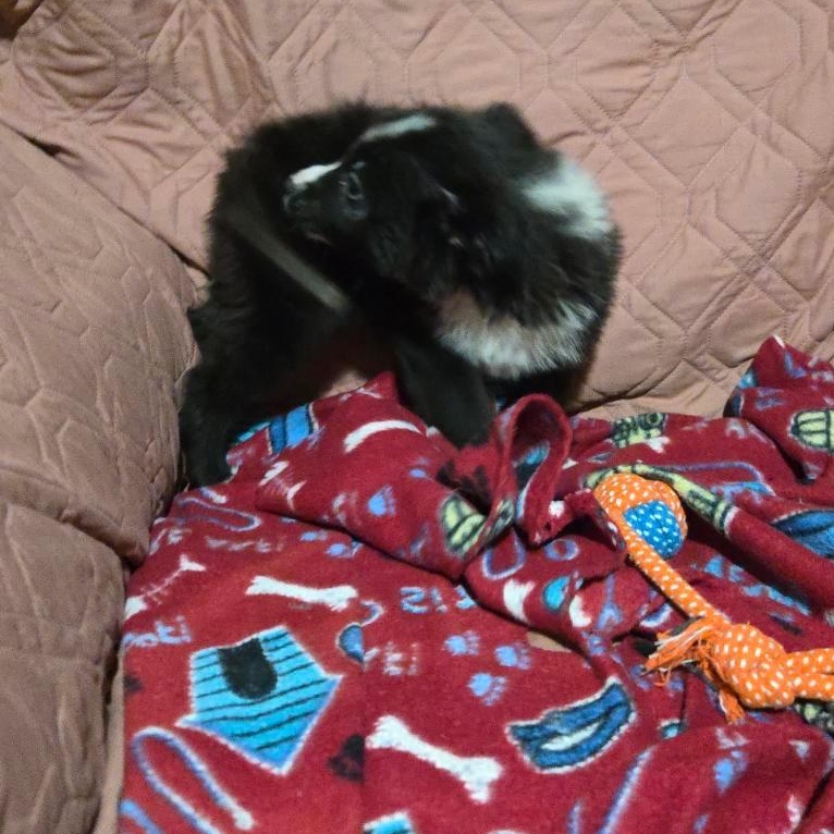 Enlarge Raven, a Adoptable mixed breed in Washington, DC image 4/5