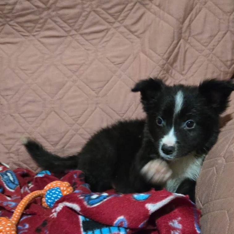 Enlarge Raven, a Adoptable mixed breed in Washington, DC image 2/5